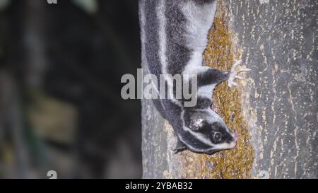 Nahaufnahme eines gestreiften Opossums, der sich an einem Regenwaldbaum ernährt Stockfoto