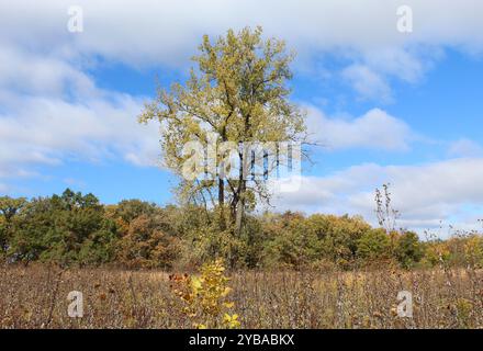 Einsamer Baumwollbaum im Somme Prairie Nature Preserve in Northbrook, Illinois Stockfoto