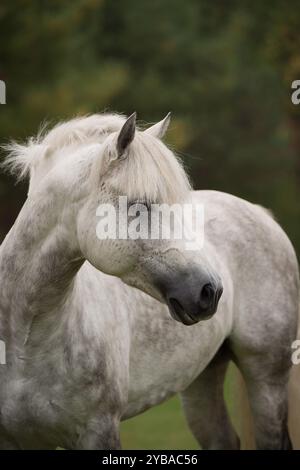 Porträt- oder Kopfaufnahme eines grauen Connemara-Pferdes mit Ohren nach vorne mit Mähne und vertikalem Vorderbild des Pferdes mit Platz für Typ oder Masthead Stockfoto