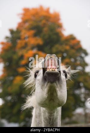 Kopfaufnahme eines reinrassigen Connemara-Pferdes, das Flehmen mit angehobener Oberlippe und Zähnen und Zahnfleischfleisch zeigt, beide Augen sichtbar und in die Kamera blickend Stockfoto