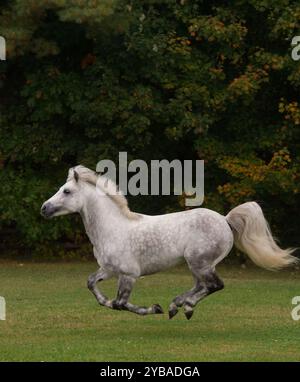 Connemara-Pferd, das frei auf dem Feld läuft oder auf dem Paddock von grünem Gras mit allen vier Fuß über dem Boden liegt wunderschöner weißer Schwanz gut gepflegter connemara-Hengst Stockfoto