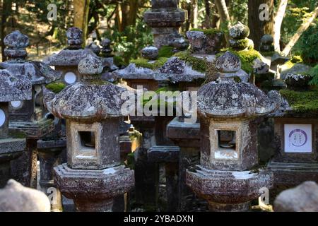 Tausende von Steinlaternen im traditionellen Stil, bedeckt mit Moos im Kasuga-Taisha-Schrein. Nara. Japan Stockfoto