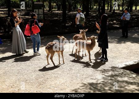 Besucher füttern die Hirsche im Nara Park.Nara.Japan Stockfoto