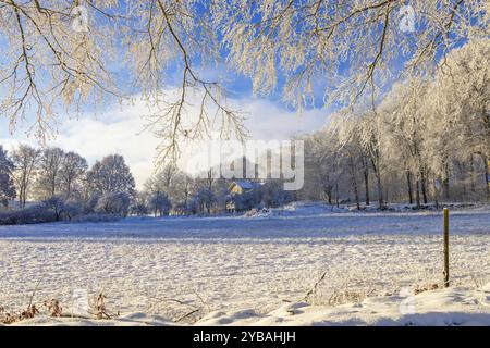 Winterlandschaft mit frostigen hängenden Ästen und einem Haus am Waldrand an einer verschneiten Wiese, Schweden, Europa Stockfoto