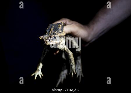 Handkröte, Aga-Kröte, auch bekannt als Riesenkröte (Rhinella horribilis), nachts im tropischen Regenwald, Provinz Puntarenas, Costa Rica, Cent Stockfoto