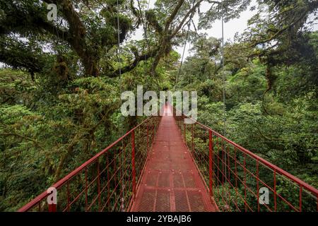 Rote Hängebrücke zwischen den Baumkronen des Regenwaldes, Nebelwald von Monteverde, Monte Verde, Provinz Puntarenas, Costa Rica, Zentralamerika Stockfoto