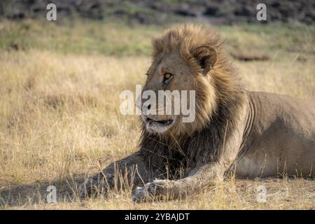 Löwe (Panthera leo), Tierporträt, erwachsener Mann, im trockenen Gras liegend, Khwai, Okavango Delta, Moremi Game Reserve, Botswana, Afrika Stockfoto