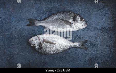 Frischer roher dorado-Fisch, auf dunkelblauem Hintergrund, Draufsicht, zwei Stücke, keine Leute Stockfoto