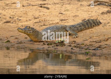 Caiman (Caimaninae), Alligator (Alligatoridae), Krokodil (Crocodylia), Reflexion, Pantanal, Inland, Feuchtgebiet, UNESCO Biosphärenreservat, World Heritag Stockfoto