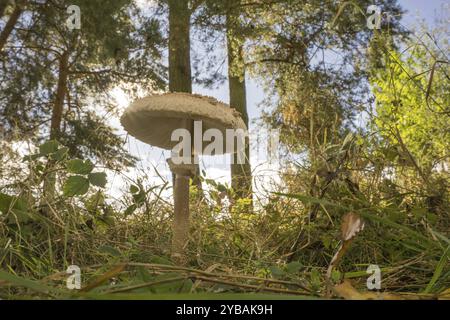 Parasol-Pilze im Wald Stockfoto