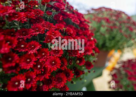 Frischer bunter Blumenstrauß auf einem lokalen Bauernmarkt Stockfoto