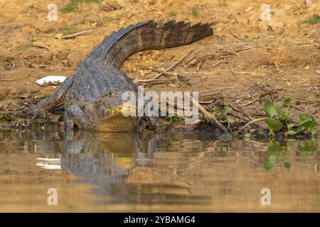 Caiman (Caimaninae), Krokodil (Alligatoridae), Krokodil (Crocodylia), Vorderansicht, Reflexion, Pantanal, Inland, Feuchtgebiet, UNESCO Biosphärenreservat, W Stockfoto