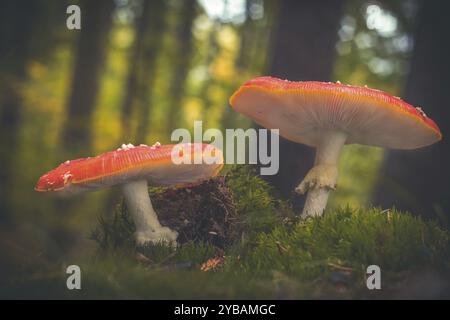 Zwei Toadstools in Moos, zwei Toadstools in Moos Stockfoto