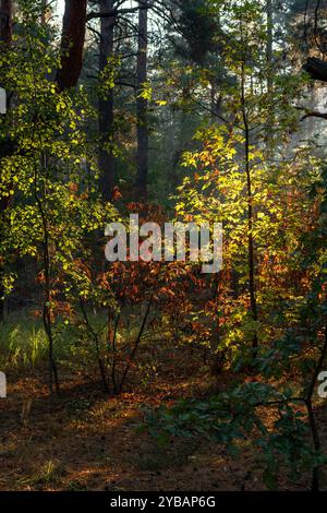 Sonnenstrahlen brechen durch Baumäste. Schöner Herbstmorgen. Spaziergänge in der Natur. Stockfoto