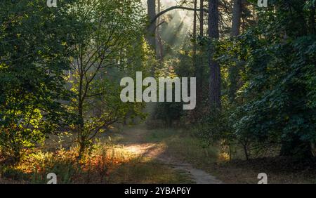 Sonnenstrahlen brechen durch Baumäste. Schöner Herbstmorgen. Spaziergänge in der Natur. Stockfoto