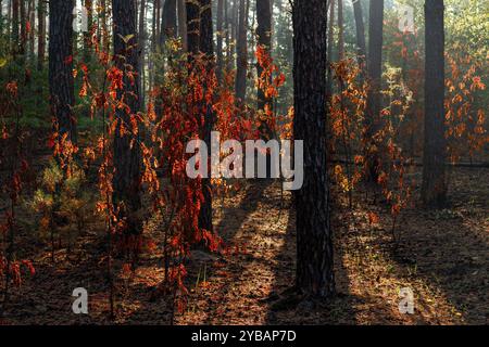 Sonnenstrahlen brechen durch Baumäste. Schöner Herbstmorgen. Spaziergänge in der Natur. Stockfoto