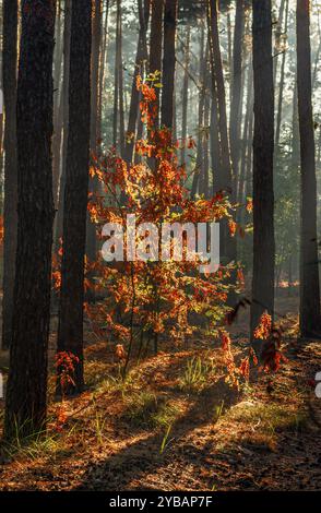 Sonnenstrahlen brechen durch Baumäste. Schöner Herbstmorgen. Spaziergänge in der Natur. Stockfoto