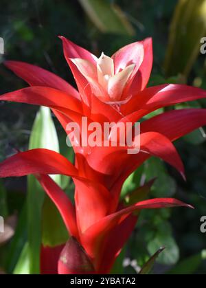 Guzmania Bromelie tropische Zimmerpflanze rote Blume Stockfoto