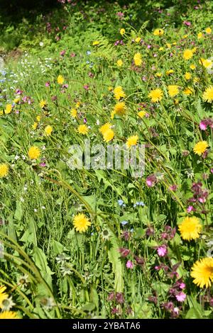 Insektenfreundliches Wildblumenfeld in einem Garten Stockfoto