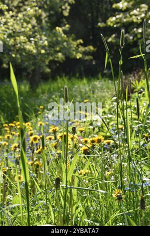 Insektenfreundliches Wildblumenfeld in einem Garten Stockfoto