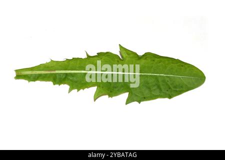 Blatt einer Löwenzahnpflanze Taraxacum isoliert auf weißem Hintergrund Stockfoto