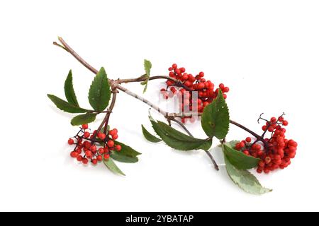 Sambucus racemosa-Zweig mit roten Beeren isoliert auf weißem Hintergrund Stockfoto