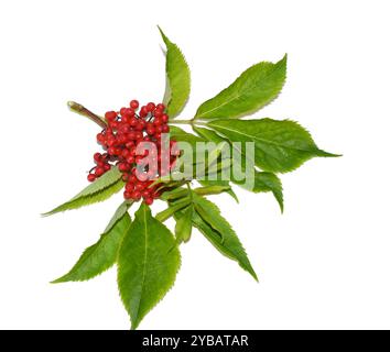 Sambucus racemosa-Zweig mit roten Beeren isoliert auf weißem Hintergrund Stockfoto