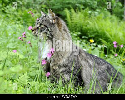 Norwegische Waldkatze, die auf der Blumenwiese wachsam ist Stockfoto