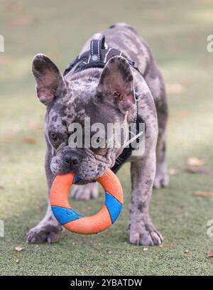 7 Monate Altes Blaues Merle Französisches Bulldog Männliches Hündchen, Das Ringspielzeug Holt. Hundeschlittenpark in Nordkalifornien. Stockfoto