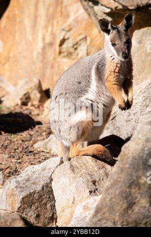 Der Gelbfüßige Rock Wallaby joey ist hell mit einem weißen Wangenstreifen gefärbt Stockfoto