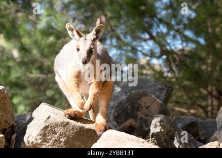 Das Gelbfüßige Rock-Wallaby ist hell mit einem weißen Wangenstreifen gefärbt Stockfoto