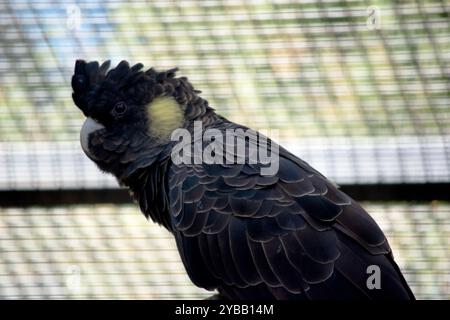 Der gelbe Schwanzkakadu ist ein schwarzer Vogel mit gelbem Rand an den Federn und einer gelben Wange Stockfoto