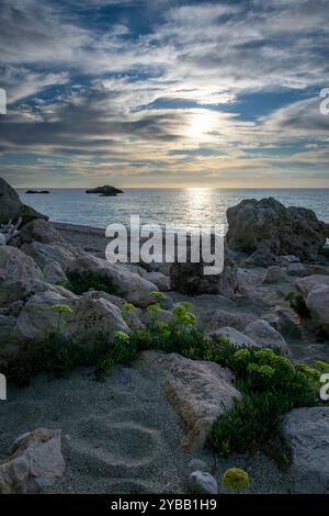 Pflanzen wachsen an einem felsigen Strand mit einem wunderschönen Sonnenuntergang im Hintergrund. Umwelt, Urlaub, Umwelt Hintergrund. Stockfoto