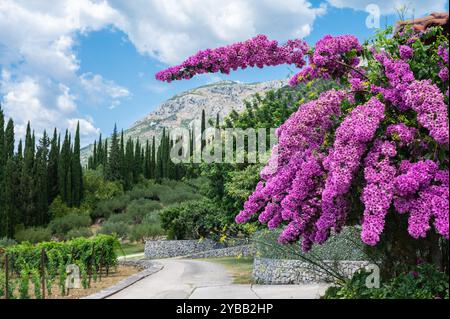 Blühende Bougainvillea Blumen in der Landschaft von Dubrovnik, Kroatien Stockfoto
