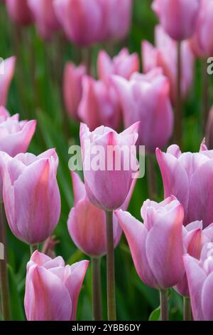 Tulipa Mistress Mystic, Tulpe Mistress Mystic, Rosa- und Lavendeltöne, lanzenförmiges Laub. Stockfoto