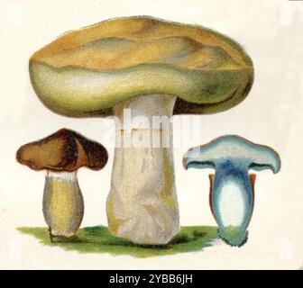 Tintenfleckbolete Cyanoboletus pulverulentus, (Botanik-Buch, ca. 1900), Schwarzblauender Röhrling Stockfoto