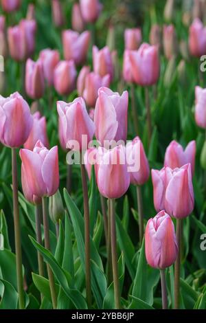 Tulipa Mistress Mystic, Tulpe Mistress Mystic, Rosa- und Lavendeltöne, lanzenförmiges Laub. Stockfoto