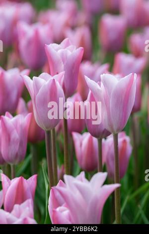 Tulipa Mistress Mystic, Tulpe Mistress Mystic, Rosa- und Lavendeltöne, lanzenförmiges Laub. Stockfoto