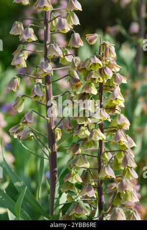 Fritillaria persica zweifarbige Zauberglocken, Persische Lilie, Persische Fritillerie, grüne Blüten mit Mauve gewaschen, Stockfoto