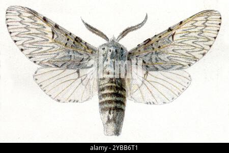 Puss Moth Cerura vinula, (Zoologiebuch, 1922), großer Gabelschwanz Stockfoto