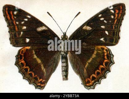 Poplar Admiral Limenitis populi, (, ), großer Eisvogel Stockfoto