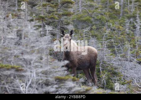 Elche im Wald Neufundland und Labrador NL, Kanada Stockfoto