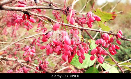 Frische Berberis-Beeren Im Herbst. Stockfoto