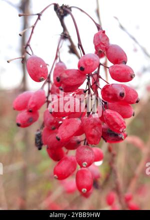 Frische Berberis-Beeren Im Herbst. Stockfoto