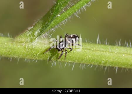 Weibliche Zebraspinne (Salticus scenicus). Unterfamilie Salticinae. Familienspringspinnen (Salticidae). Auf einer haarigen Pflanze. Holländischer Garten. Frühling, Mai, Stockfoto