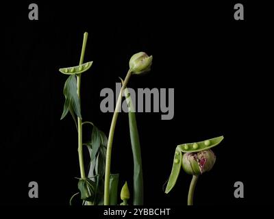 Künstlerische Stillleben-Anordnung von grünem Gemüse und Pfingstrosenknospen auf schwarzem Hintergrund Stockfoto