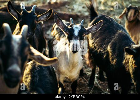 Fotografie einer kleinen Ziegenherde auf einer Hobbyfarm. Stockfoto