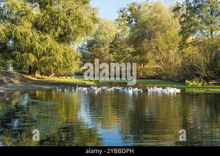 Eine Schar Gänse schwimmt friedlich in einem ruhigen Fluss umgeben von der Natur, die Reflektionen der Bäume und das Sonnenlicht tanzen auf der Wasseroberfläche. Stockfoto