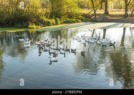 Eine Schar Gänse, die friedlich auf einem ruhigen Teich inmitten der Natur schwimmen, mit Reflexen von Bäumen und Sonnenlicht, das auf der Wasseroberfläche tanzt. Stockfoto