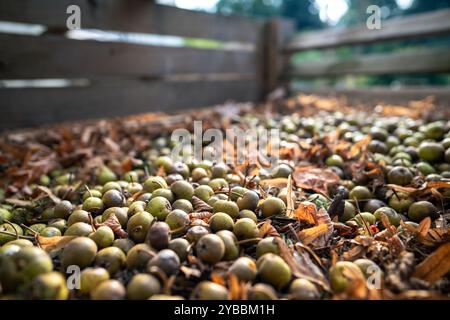 Äpfel und verwelkte Blätter werden in Containern auf dem Land gesammelt. Ökologischer Gartenbau, Nachhaltigkeit Stockfoto